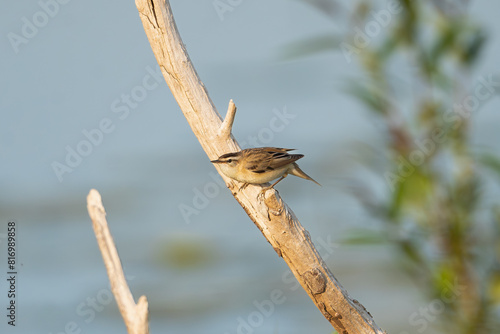 Sedge warbler - Acrocephalus schoenobaenus perched with blue water in background. Photo from Warta Mouth National Park in Poland. photo