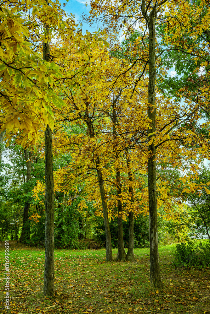 Burlington city streets and parks during autumn, Ontario, Canada Burlington city streets and parks during autumn, Ontario, Canada