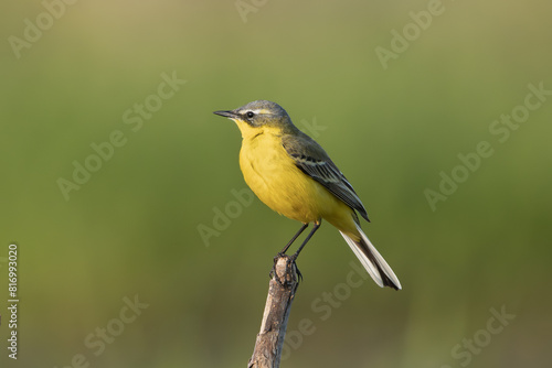 western yellow wagtail - Motacilla flava perched at green background. Photo from Warta Mouth National Park in Poland. © PIOTR
