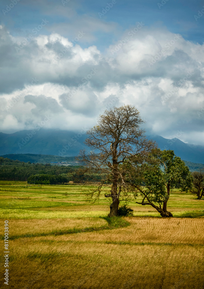 tree in the field - Chikmagalur, Karnataka tree in the field - Chikmagalur, Karnataka
