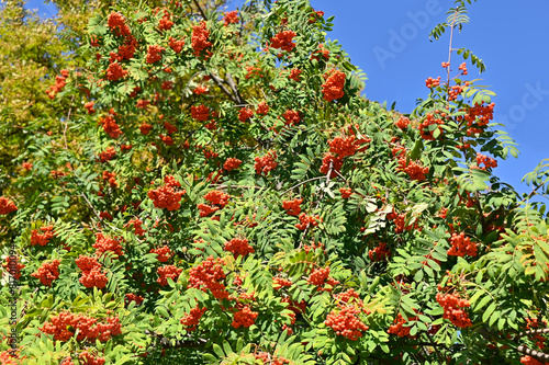 Rowan berries, Mountain ash (Sorbus)