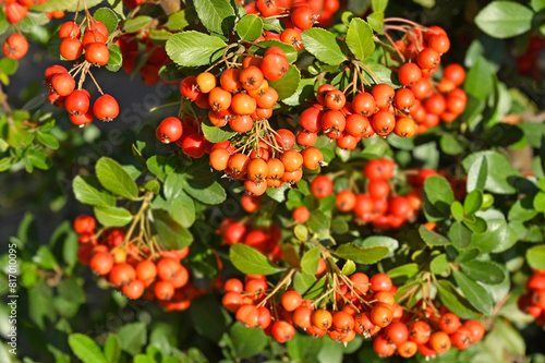 Rowan berries, Mountain ash (Sorbus) tree