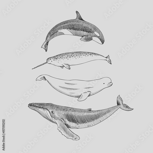 Graphic sketch of whales. Set of polar marine mammals for print or t-shirt. Hand-drawn style illustration in vector
