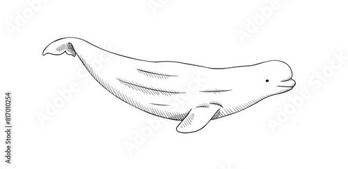 Vector illustration of beluga whale isolated on white background. Black and white sketch for engraving or print
