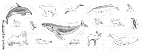 Hand-drawn arctic animals set in vector. Monochrome graphic sketch of polar wildlife. Antarctica fauna isolated on white background
