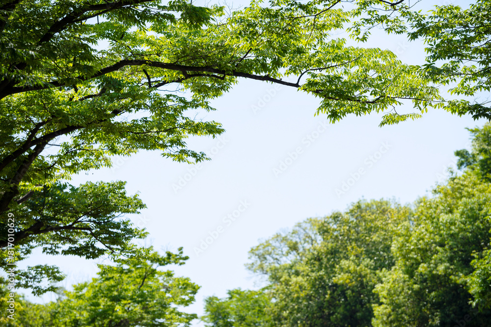 Fototapeta premium 晴れの空