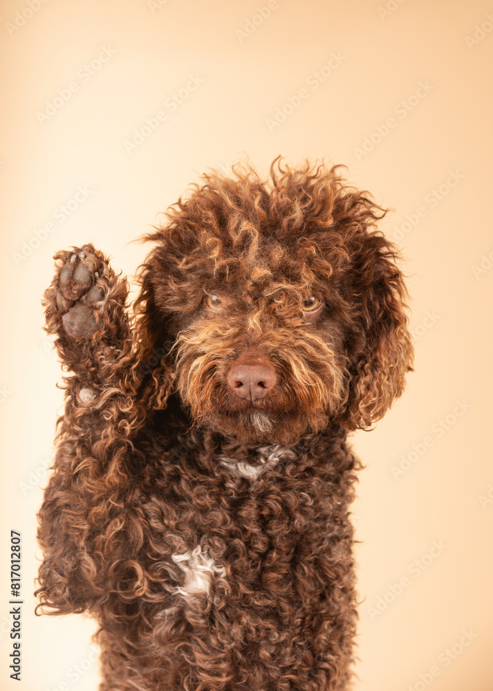 Friendly Turkish Andalusian breed dog raising its paw. Concept promotion, veterinary, advertisement.