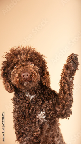 Friendly and intelligent water dog that raises its paw on a brown background. Promotion, veterinary concept