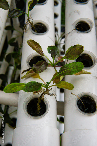 Red tatsoi seeds