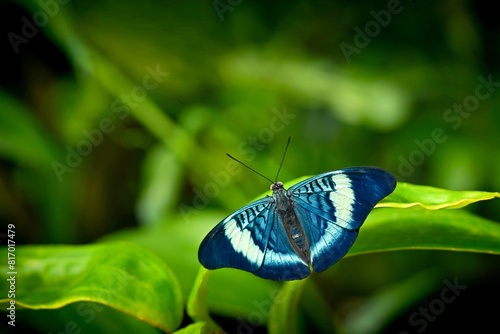 Blue Panacea regina - large tropical butterfly sitting on green leaves, beautiful insect in natural environment,wild animals from the Amazon, South America and Central America.