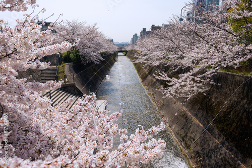 生田川の桜
