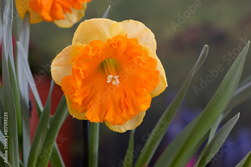 Narcissus