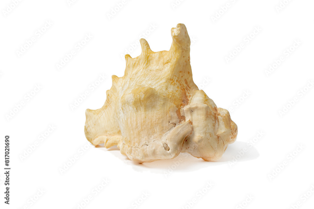 Sea shell on a white background. Whispers of the Sea: Captivating Serenity Sea shell on a white background. Whispers of the Sea: Captivating Serenity