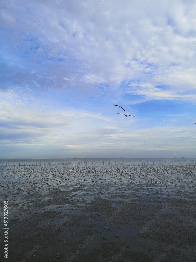 Fototapeta premium seagull and sea