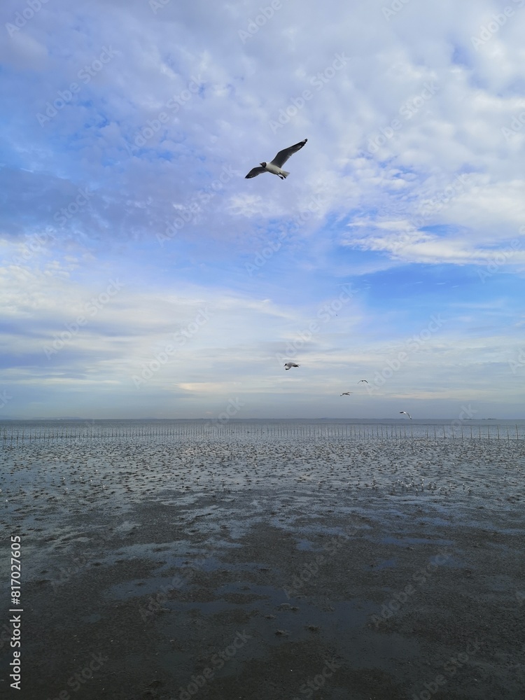 Seagull Seagull