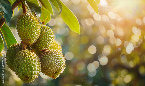 Close-up photo of Thai durian tree Fresh durian on a large, growing tree on a blurred background. Durian is the king of fruits, fruit of Asia.