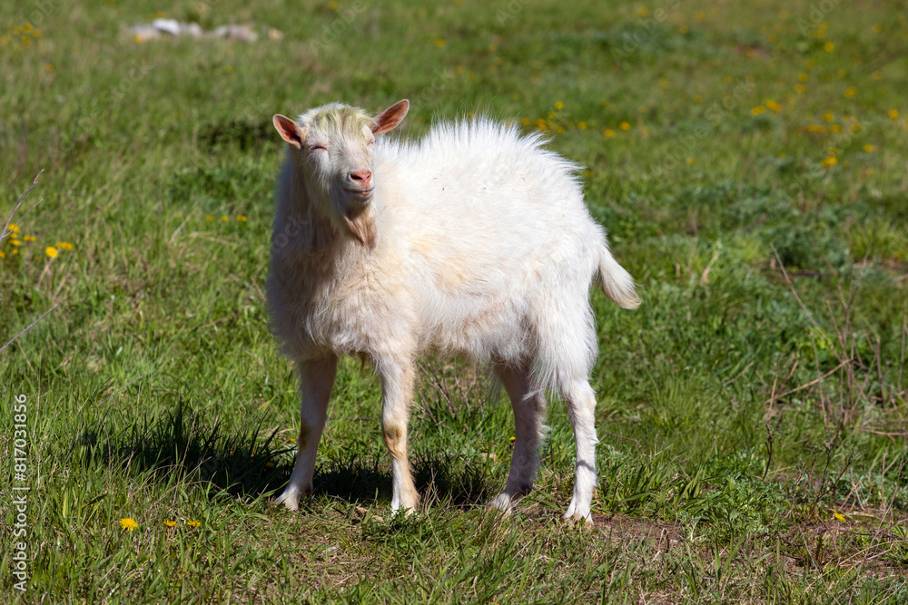 Obraz premium White goat on a meadow.