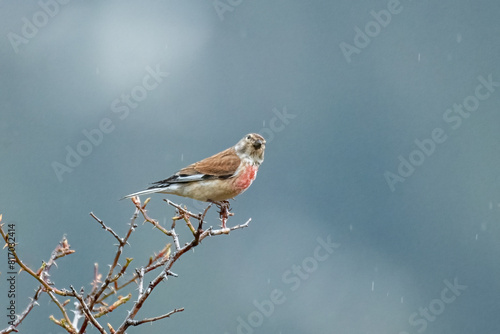 Obraz na płótnie Common linnet (Linaria cannabina) perched on a rosehip branch on a rainy morning, Alps, Italy w salonie