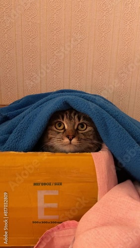 The cat is playing in the box, nicely covered with a blanket on top.