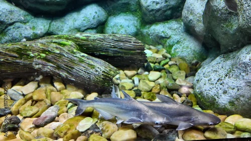 Snail eater pangasius fish or pangasius conchophilus is swimming in aquarium. fresh water fish in Thailand