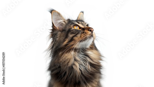 Maine Coon - Norwegian Forest Cat isolated white background