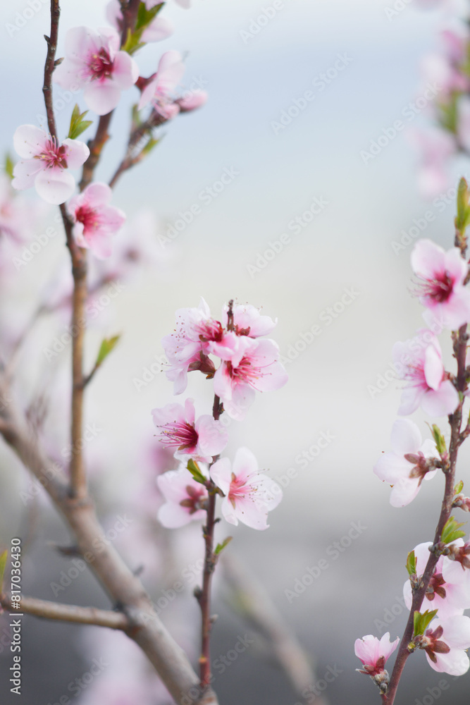 pink cherry blossom in spring background. Some blur flowers pink cherry blossom in spring background. Some blur flowers