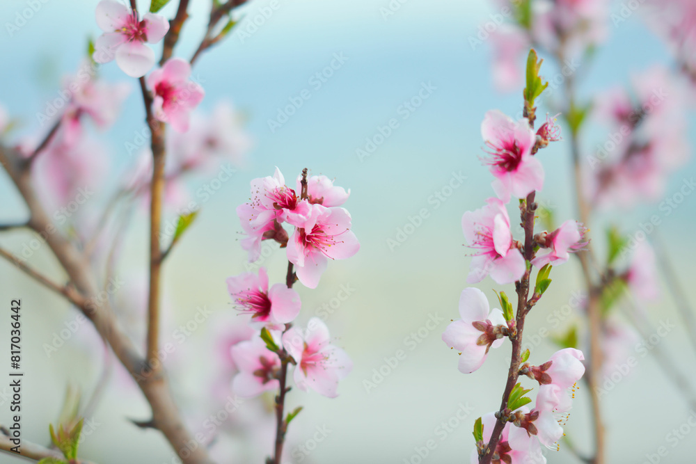pink flowers cherry blossom, some blur - background