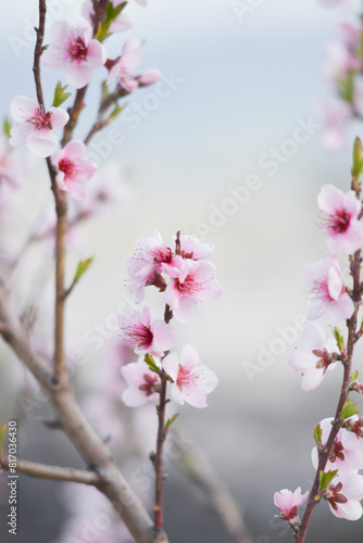 Obraz na płótnie pink cherry blossom in spring background. Some blur flowers w salonie