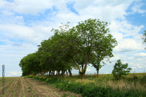 A dirt road with trees on either side of it