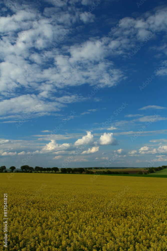 A large field with trees and blue sky and clouds A large field with trees and blue sky and clouds