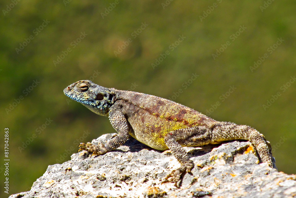 A male Southern Rock Agama, Agama Atra, basking in the sun on top of a small rock outcropping in the Golden Gate Highlands National Park of South Africa. A male Southern Rock Agama, Agama Atra, basking in the sun on top of a small rock outcropping in the Golden Gate Highlands National Park of South Africa.