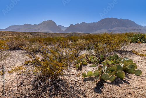 The landscape in front of the Chisos mountains in the Big Bend National Park, Texas USA photo