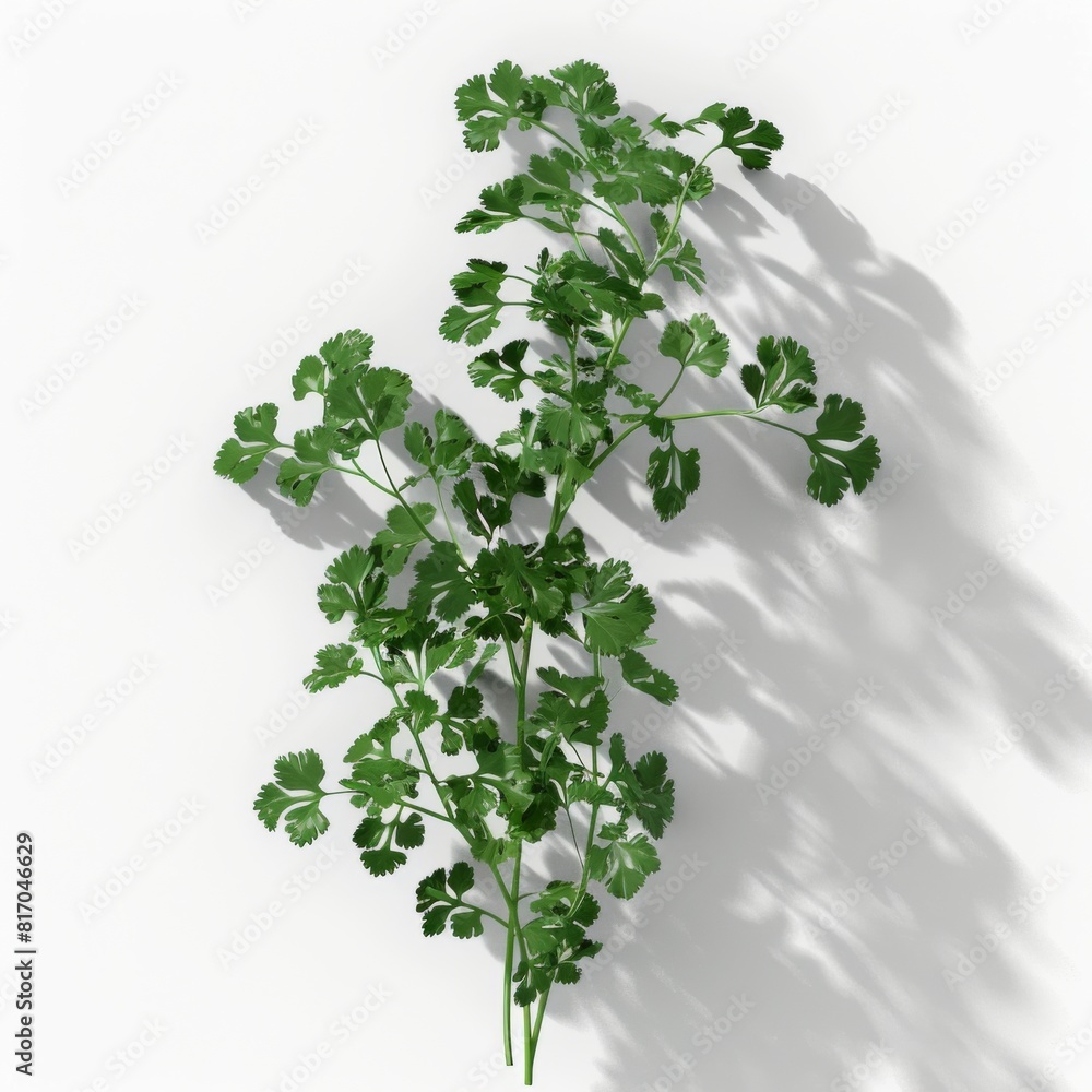Fresh parsley bunch isolated on a white background for design purposes Fresh parsley bunch isolated on a white background for design purposes