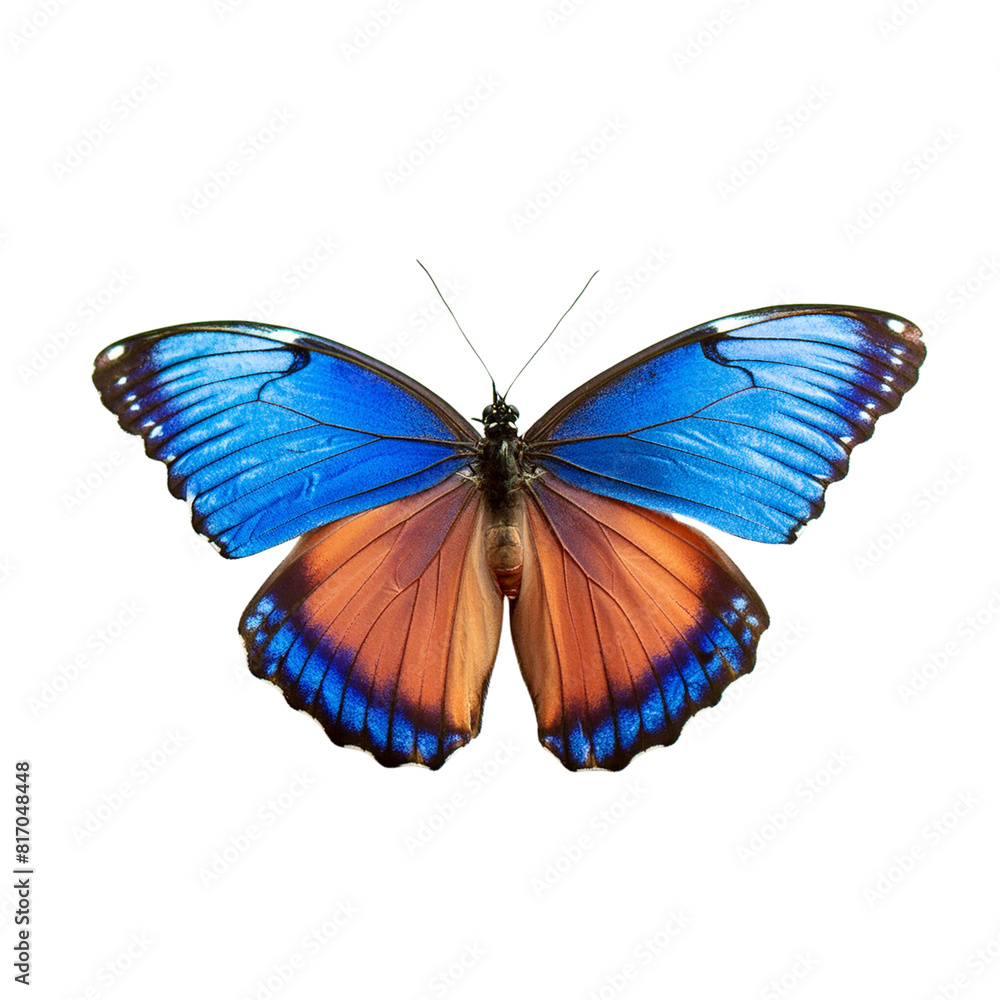 Fototapeta premium A blue and orange butterfly with open wings on a white background.
