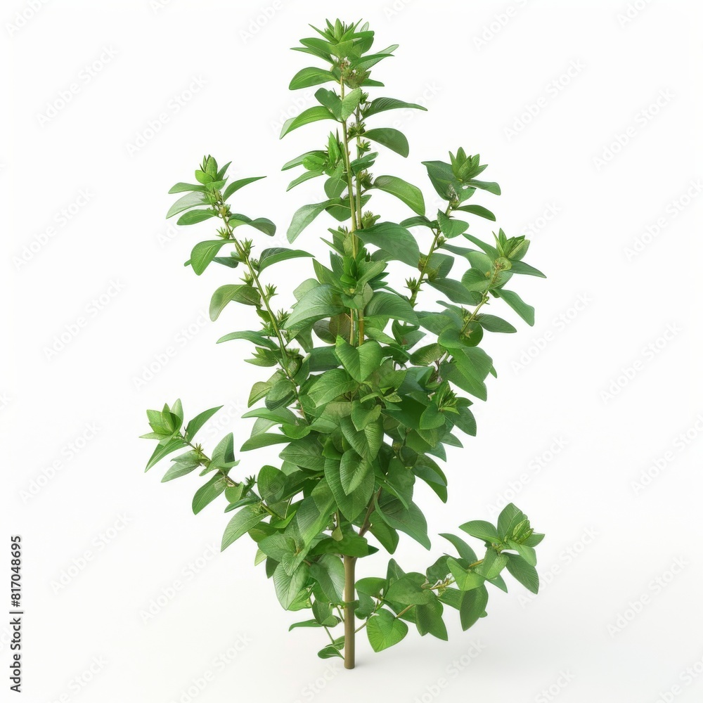 Herb Holy Basil Herb Holy Basil