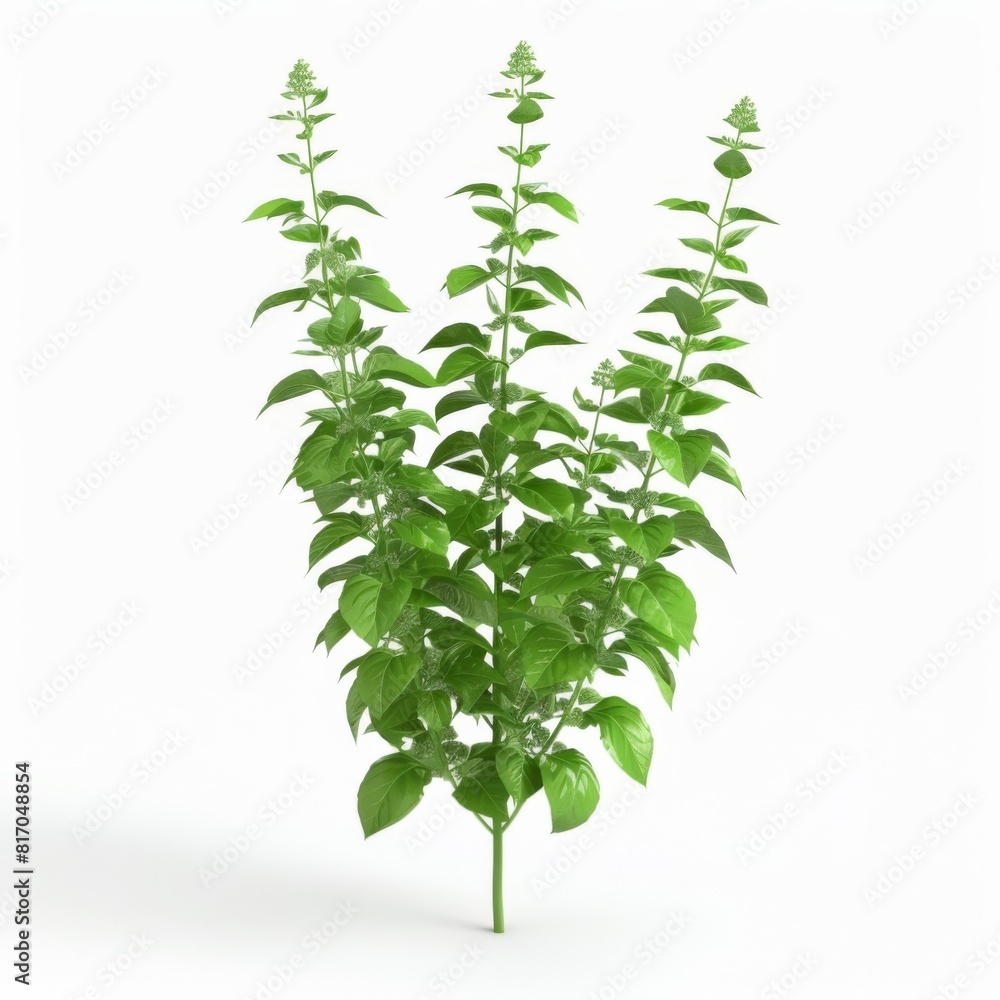 Obraz premium Detailed 3D model of basil plant isolated on white