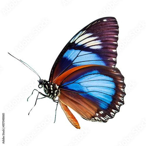 A blue and orange butterfly with open wings on a white background.