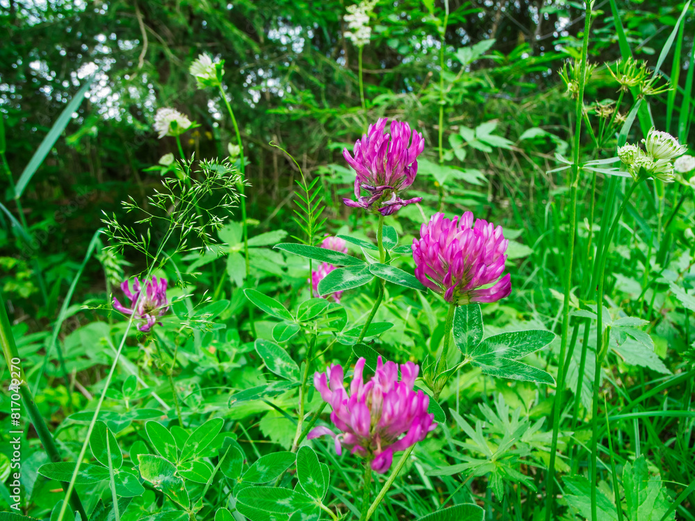 Trifolium pratense on the meadow Trifolium pratense on the meadow