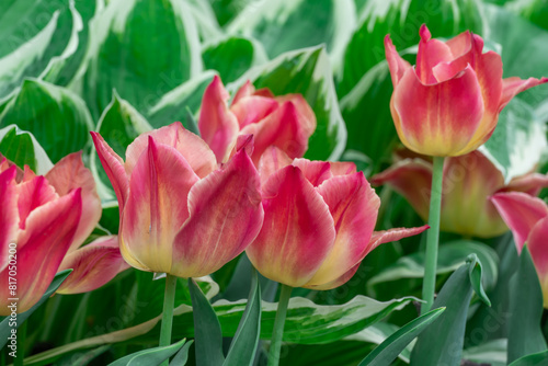 Mix of hostas and flowers tulips in gardening. Flowerbed from green white leaves in composition with red buds. Shade tolerant foliage and blooming tulipas in city park. Natural floral ornament.