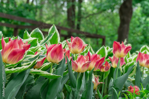 Mix of hostas and flowers tulips in gardening. Flowerbed from green white leaves in composition with red buds. Shade tolerant foliage and blooming tulipas in city park. Natural floral ornament.