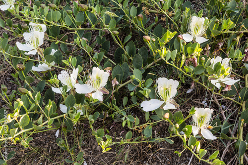 Foto White  flowers of caper shrub (capparis spinosa) in the mountains of Crimea