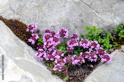 Breckland thyme rock plant ...