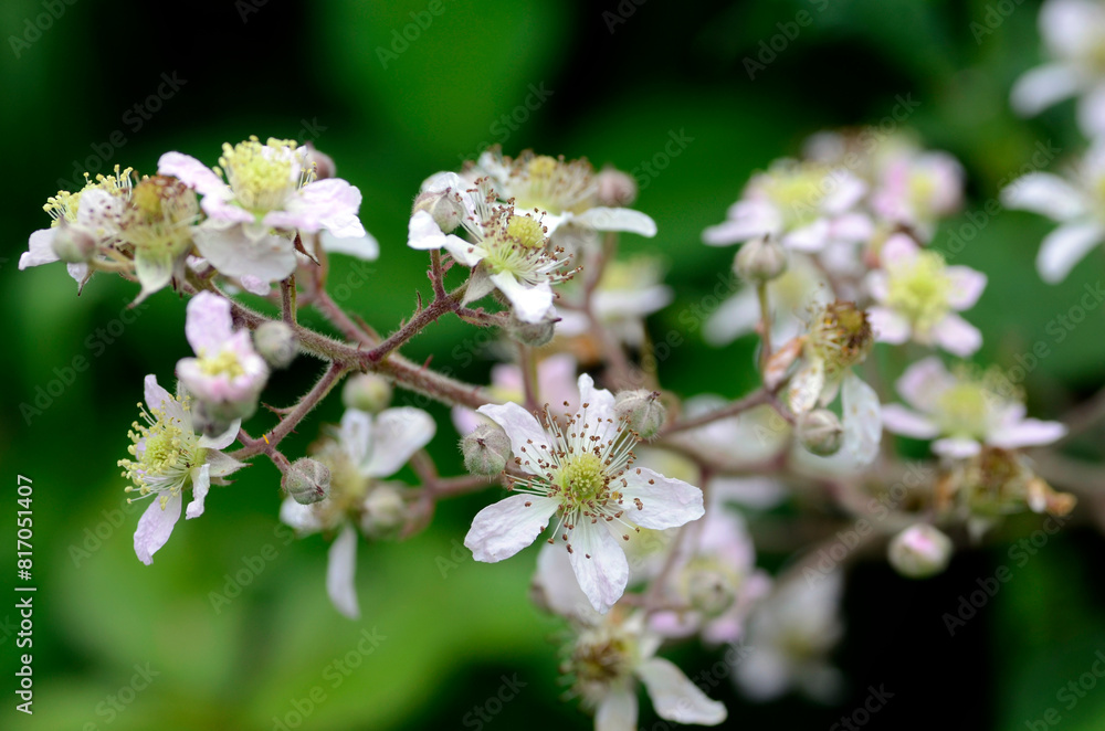 Blackberry flowers (Rubus ulmifolius) with a green background Blackberry flowers (Rubus ulmifolius) with a green background