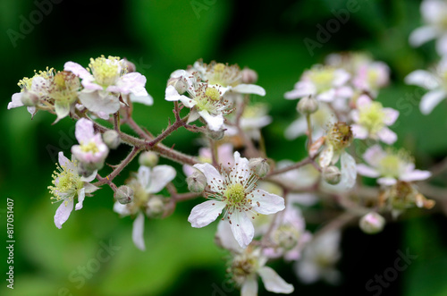 Blackberry flowers (Rubus ulmifolius) with a green background