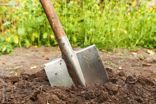 Shovel close up in brown soil ground with grass in garden on sun in sunlight. Organic farming, gardening, growing, agriculture concept
