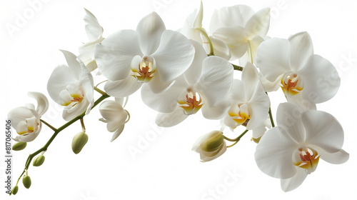  Elegant white orchid in full bloom  isolated on a white background  
