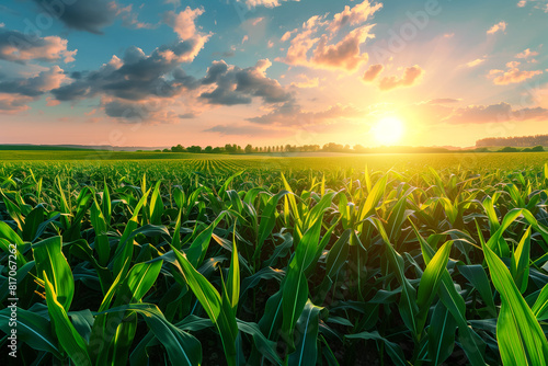 Paisagem de uma plantação de milho ao entardecer, sob um por do sol e céu adornado por nuvens