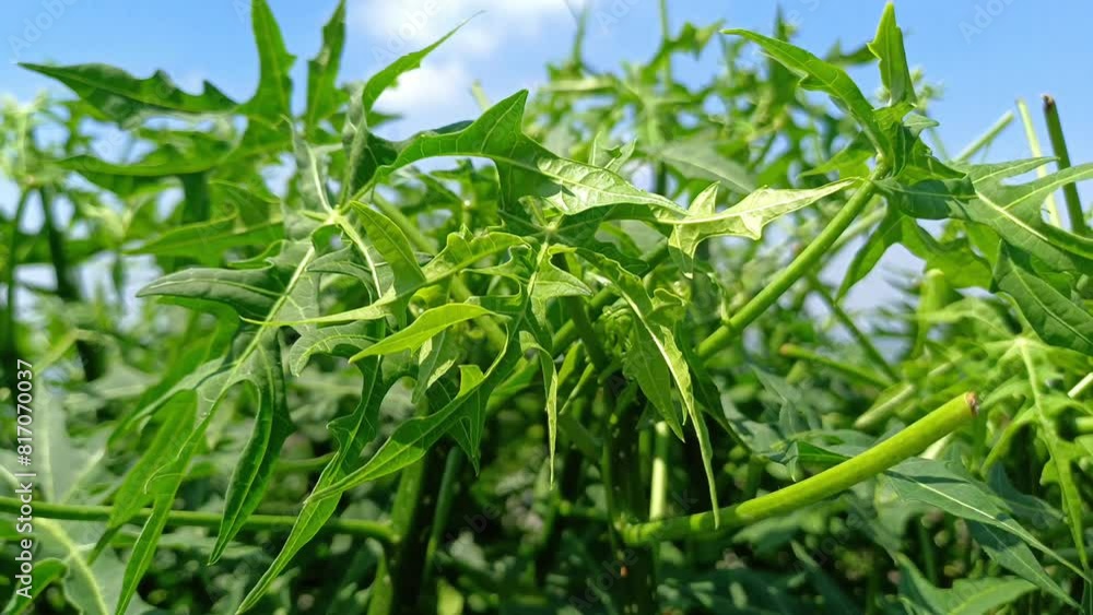 closeup of chaya leaves (Cnidoscolus aconitifolius) against a bright blue sky background, green leaf background, leaf pattern closeup of chaya leaves (Cnidoscolus aconitifolius) against a bright blue sky background, green leaf background, leaf pattern