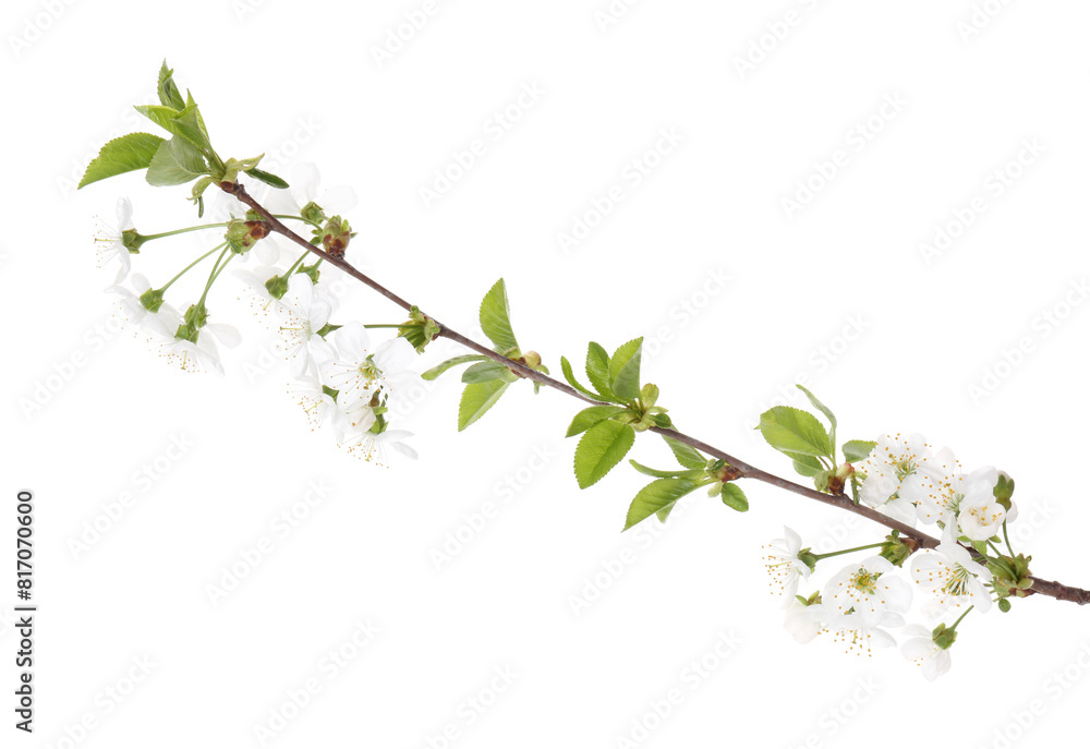 Spring branch with beautiful blossoms and leaves isolated on white Spring branch with beautiful blossoms and leaves isolated on white
