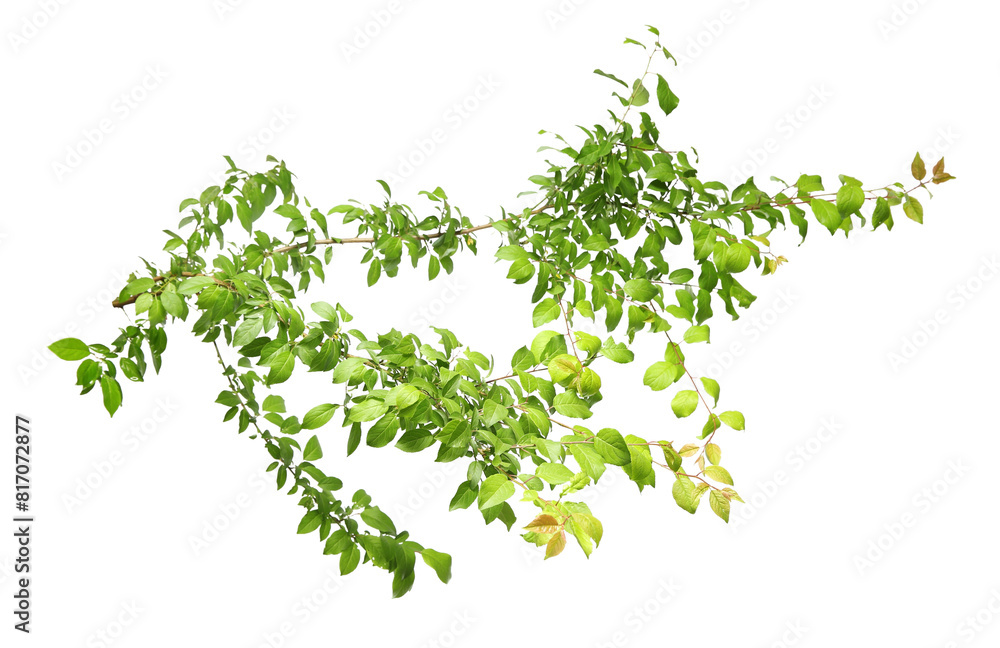 Branch of tree with young fresh green leaves isolated on white. Spring season Branch of tree with young fresh green leaves isolated on white. Spring season